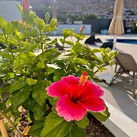 Garden * Costa Adeje (Tenerife)